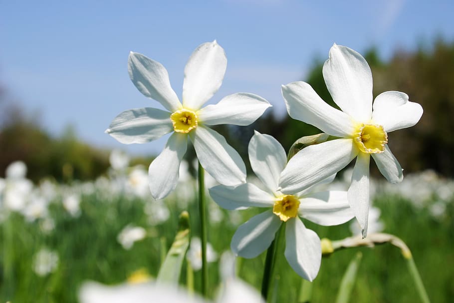 spring, meadow, white flowers, daffodils, flowering plant, freshness HD wallpaper