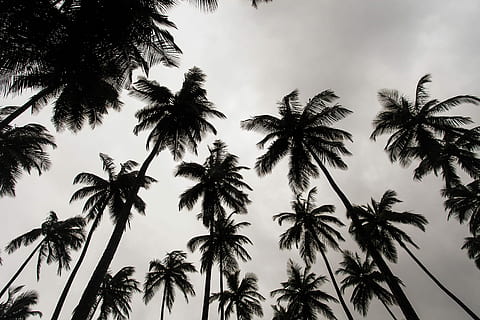 low angle photo of coconut trees during daytime, worm's eye vie of coconut trees under gray sky HD wallpaper
