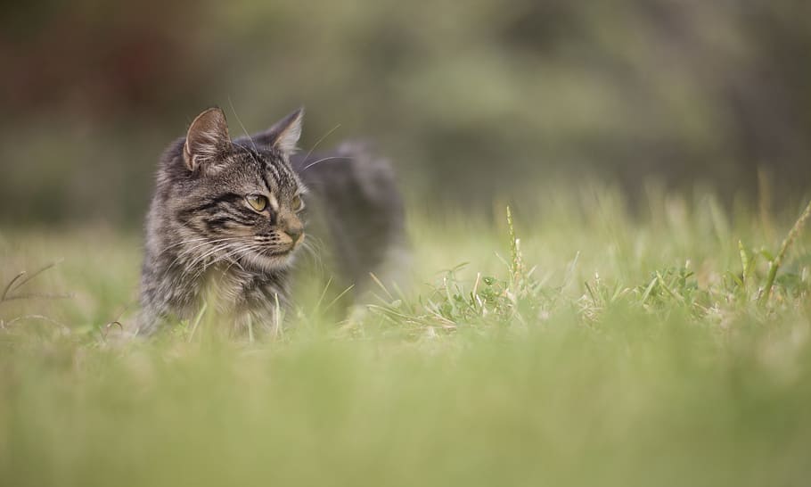 cat lying on green grass, animal, overview, baby animal, kitten HD wallpaper