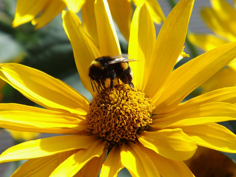 sun eye, blossom, bloom, bee, garden, summer, flower, flowering plant HD wallpaper