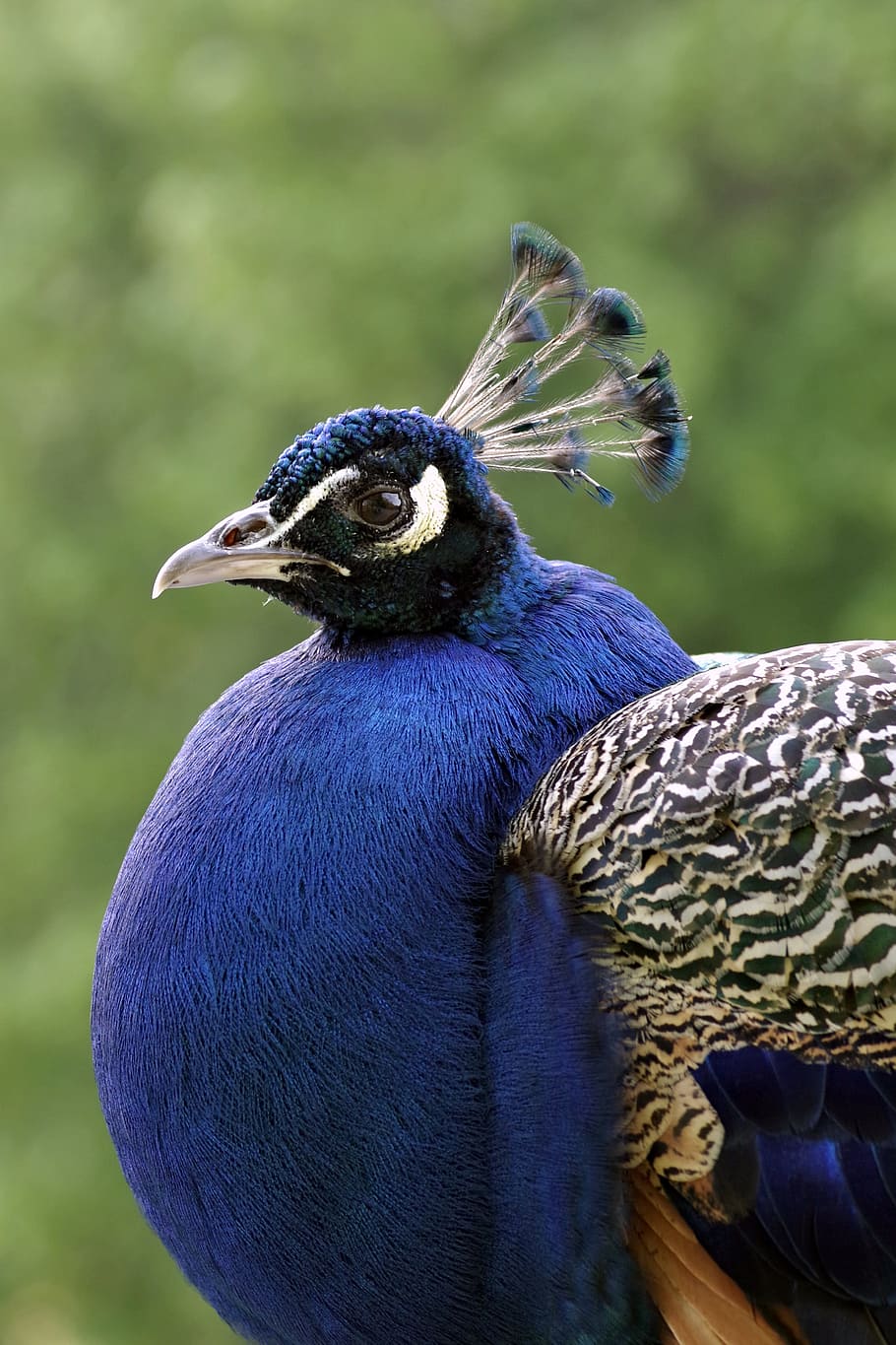Peacock, Bird, Proud, Pen, blue, tom, the head of the, tufts HD wallpaper