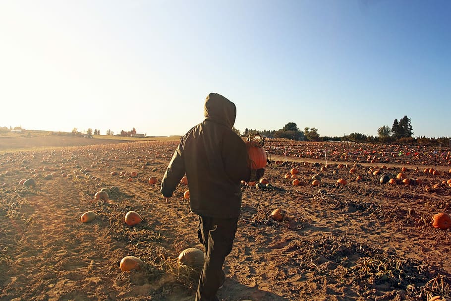 Man, Pumpkin, Patch, Selecting, Dusk, halloween, farm, october HD wallpaper