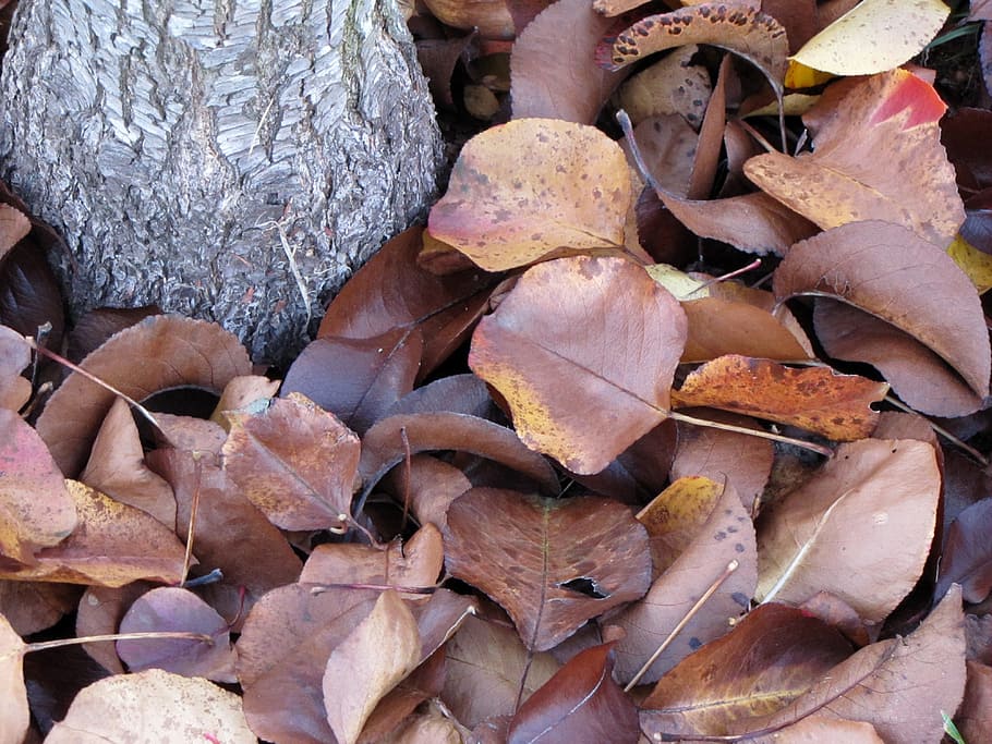 Leaves, Fall, Tree, Dead, Brown, fall leaves, tree stump, food and drink HD wallpaper