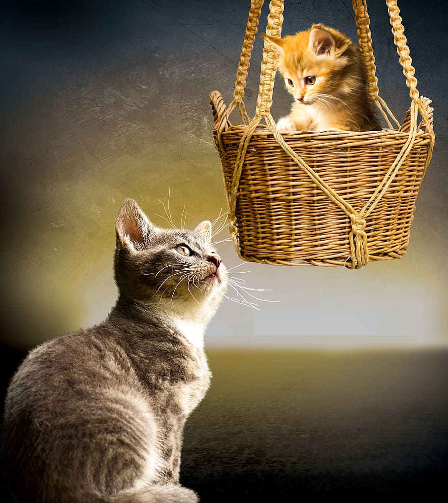 gray tabby cat and orange tabby kitten in brown wicker basket HD wallpaper