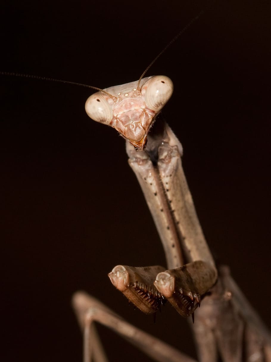 praying mantis, close up, green, insect, bug, head, portrait HD wallpaper