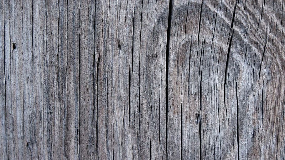 Wood, Texture, Tree, Plant, Nature, wood - material, textured HD wallpaper