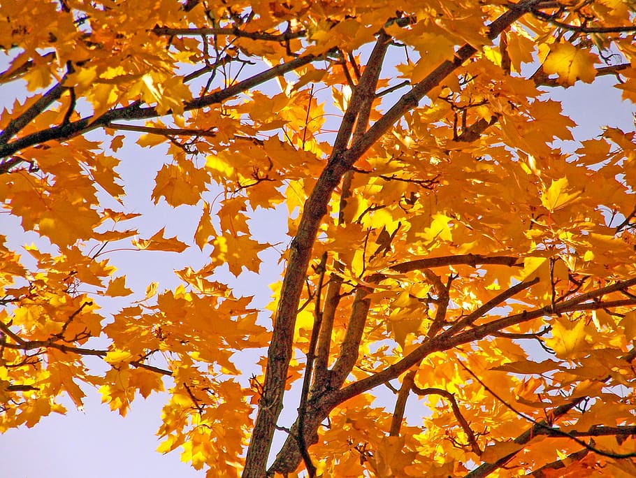 Yellow, Maple, Tree, Leaves, Autumn, fall, branches, leaf, change HD wallpaper