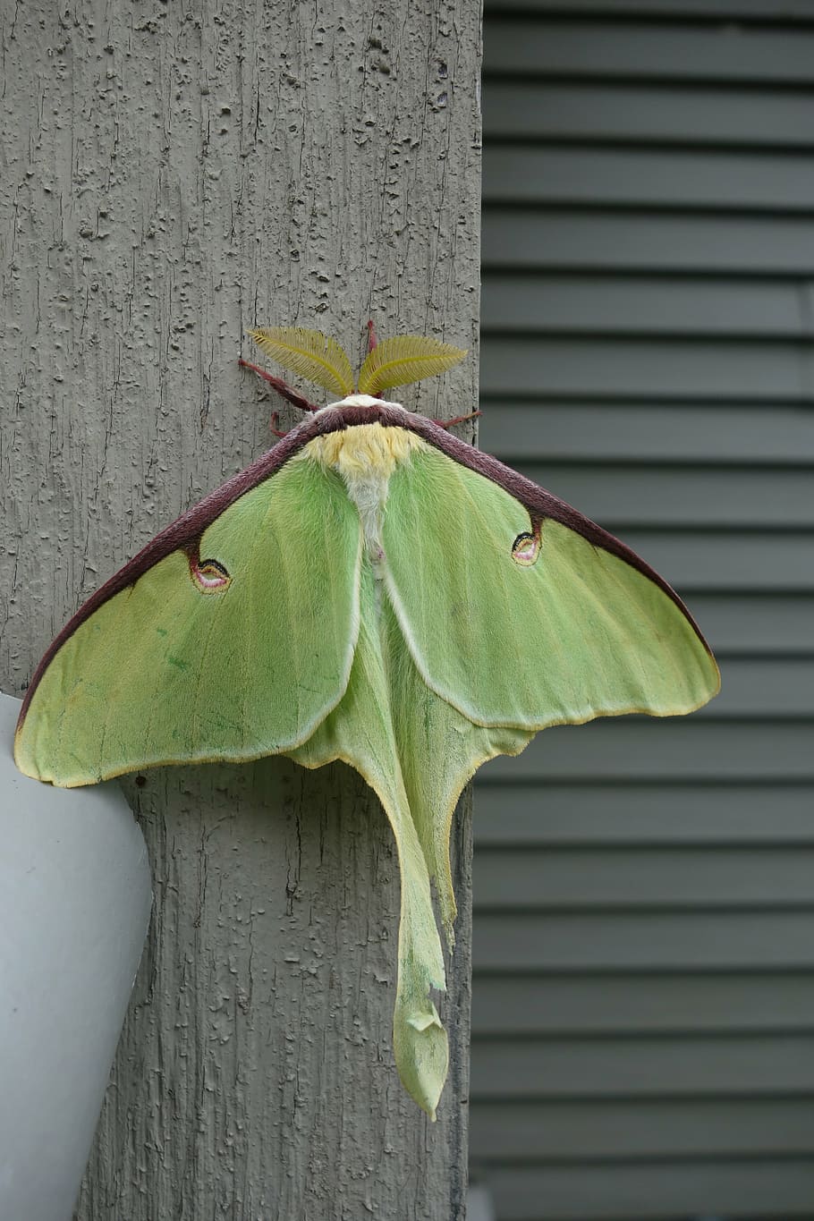 Luna Moth moth graphy moon rolf nussbaumer nussbaumer wildlife  animal HD wallpaper  Peakpx