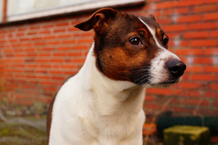 head, portrait, eye, nose, dog, noble, beautiful, pets, animal HD wallpaper