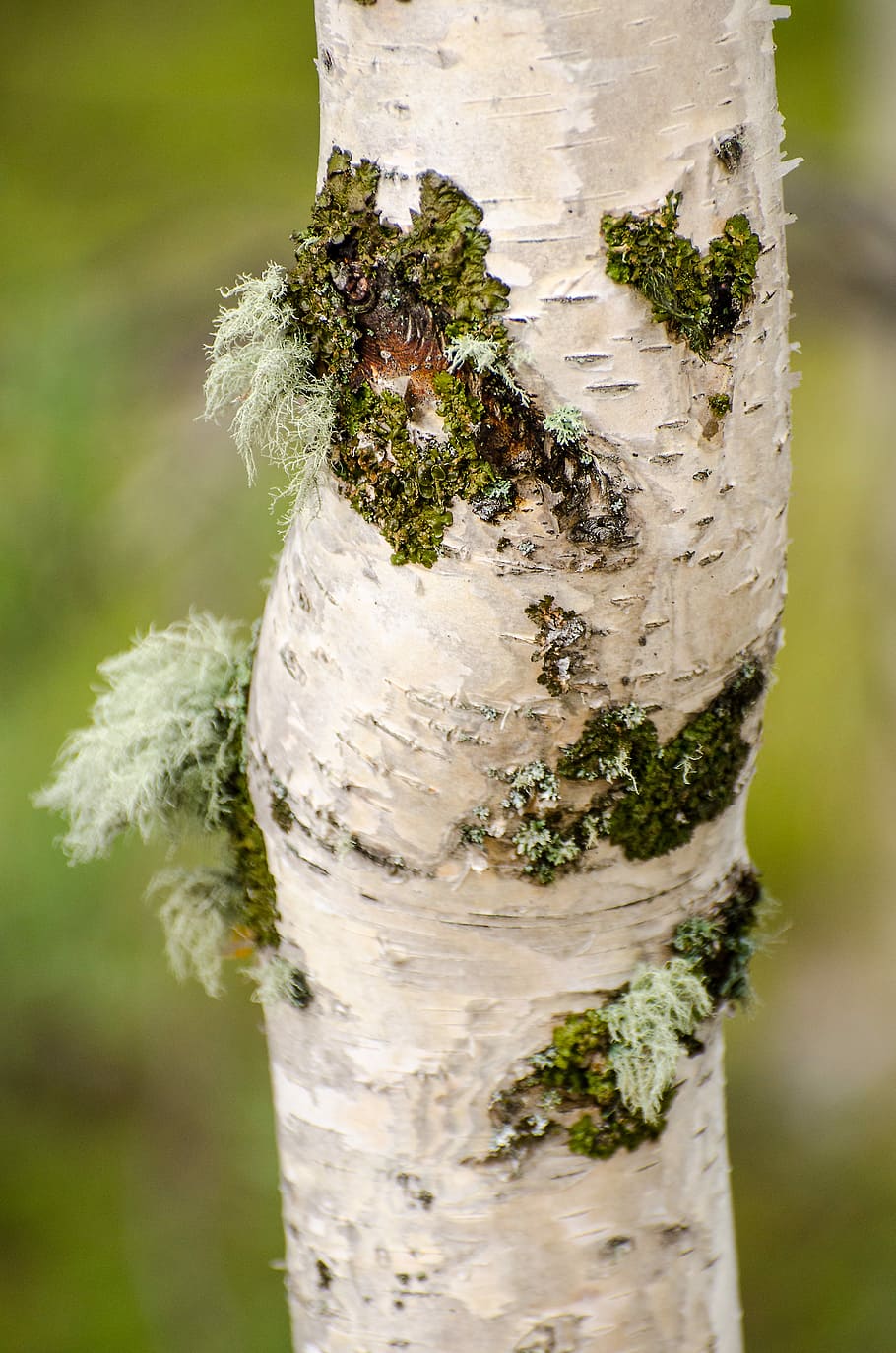 Tree Trunk, Moss, Trees, Bark, White, brown, forest, green HD wallpaper