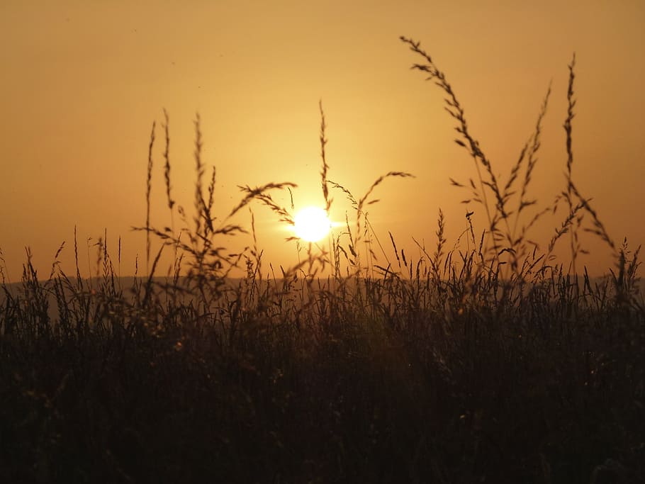 grass, sun, nature, summer, sunset, abendstimmung, dusk, silhouette HD wallpaper
