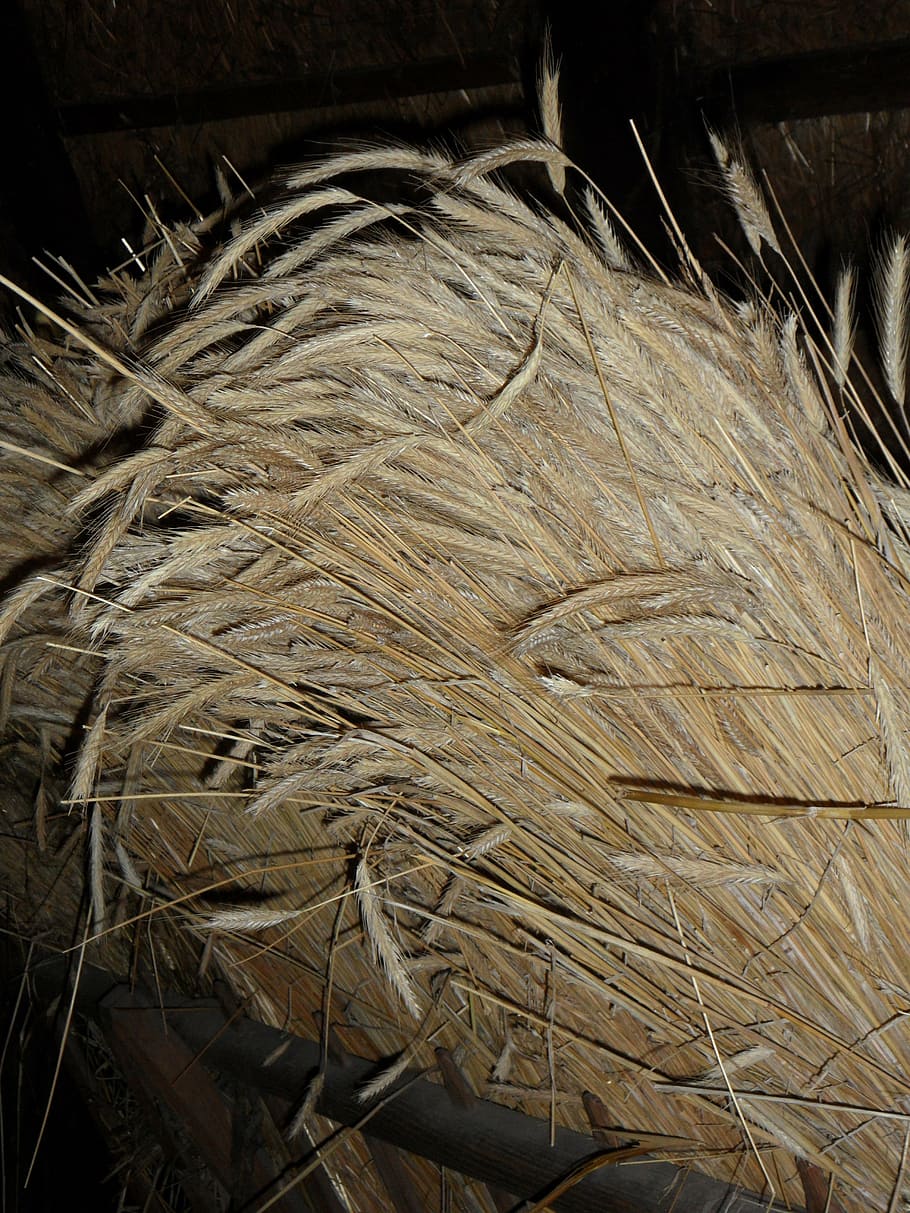 sheaf, cereals, bundle, tufts, grain, harvest, spike, no people HD wallpaper
