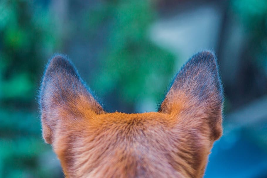 closeup photography of dog ears, paw, animal, pet, puppy, cute, HD wallpaper