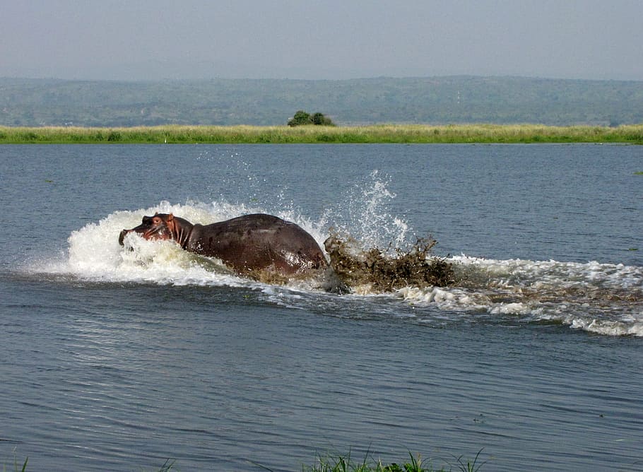 hippo, nile, uganda, sea, animal, mammal, nature, wildlife HD wallpaper