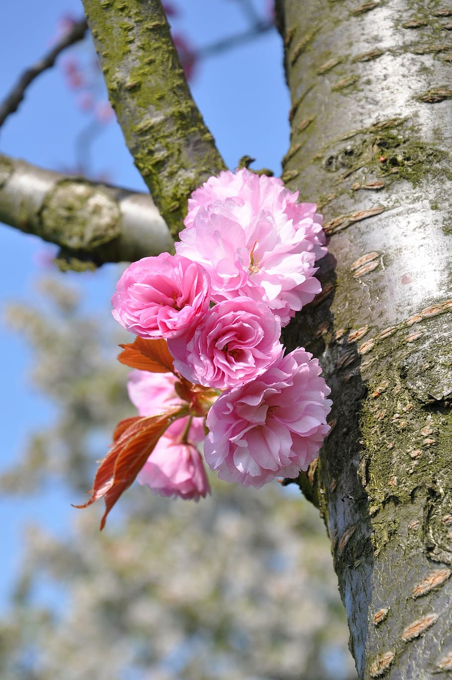 blossom, tribe, pink, plant, pink color, flower, flowering plant HD wallpaper