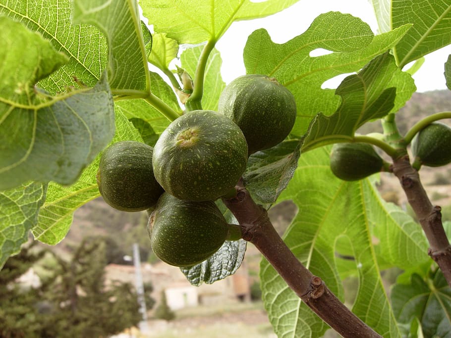 figs, tree, fig trees, nature, branch, green, fruit, leaves HD wallpaper