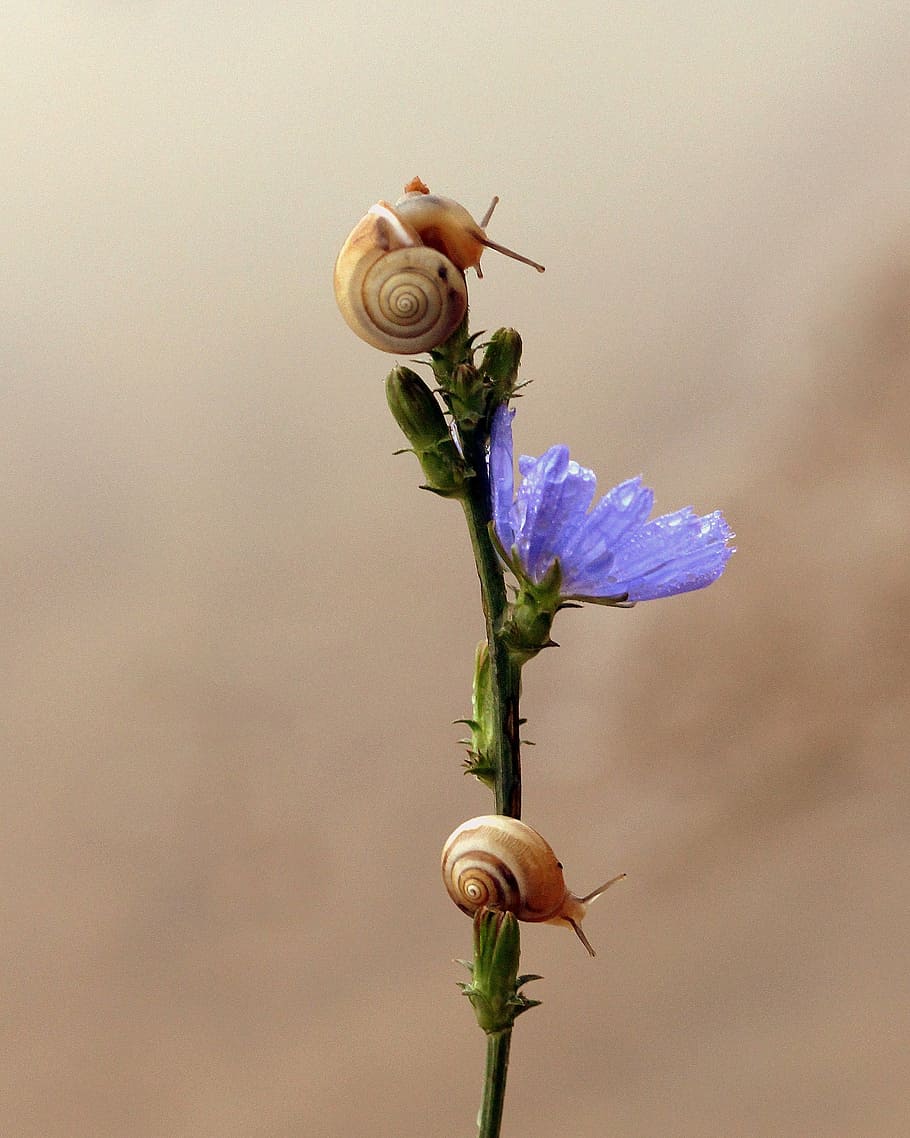 purple petaled flowers, snails, blue, climbing, nature, fragility HD wallpaper
