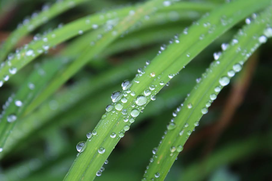 grass, raindrops, green, nature, dew, wet, plant, macro, outdoors HD wallpaper