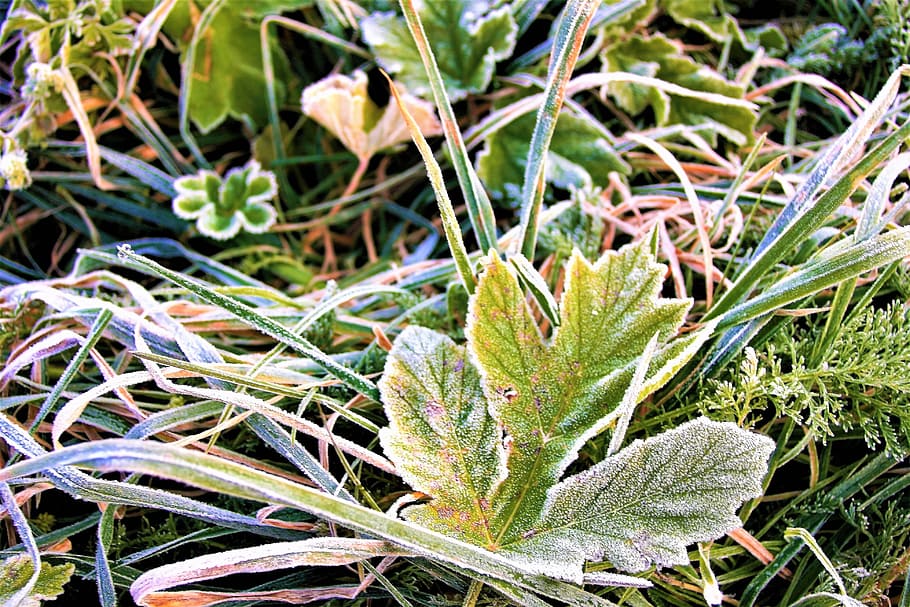 frost, morning, frozen leaf, autumn, hard rime, ground frost, HD wallpaper