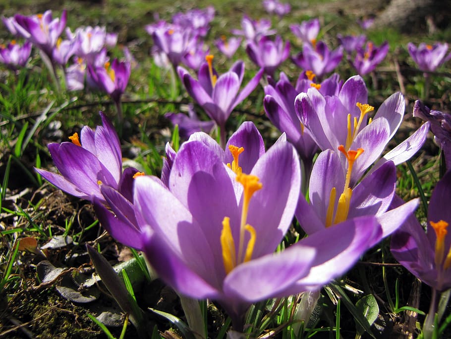 crocus, saffron, flower, purple, purple flower, nature, flowering plant, HD wallpaper