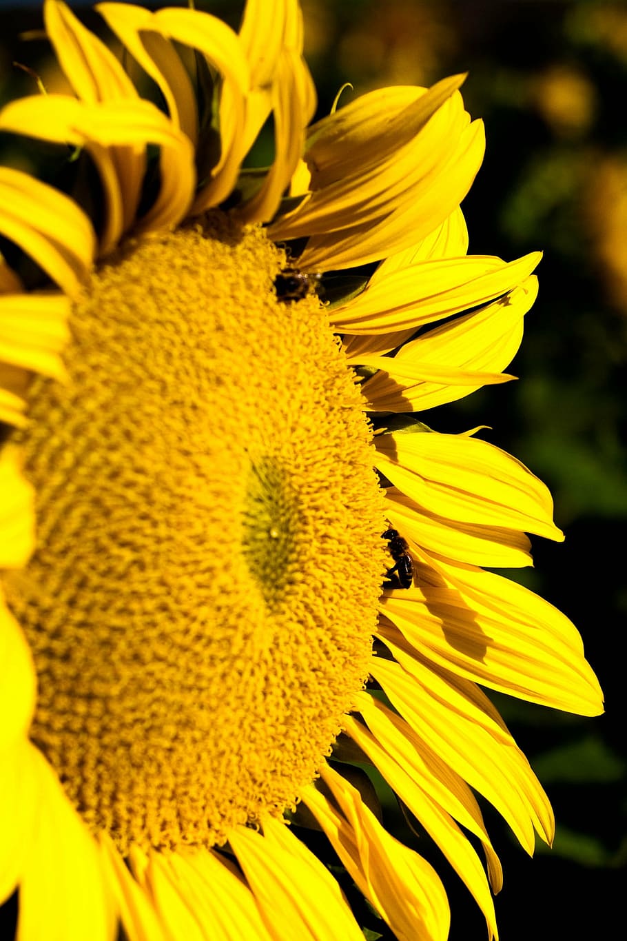 sunflower, yellow, flowering plant, fragility, petal, vulnerability HD wallpaper