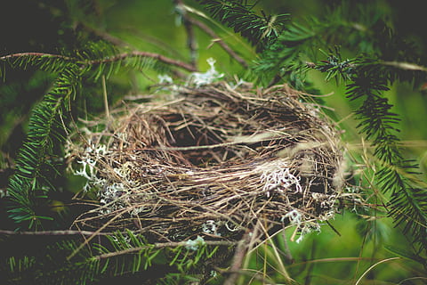 brown bird nest on tree, empty, home, animal, straw, wildlife HD wallpaper
