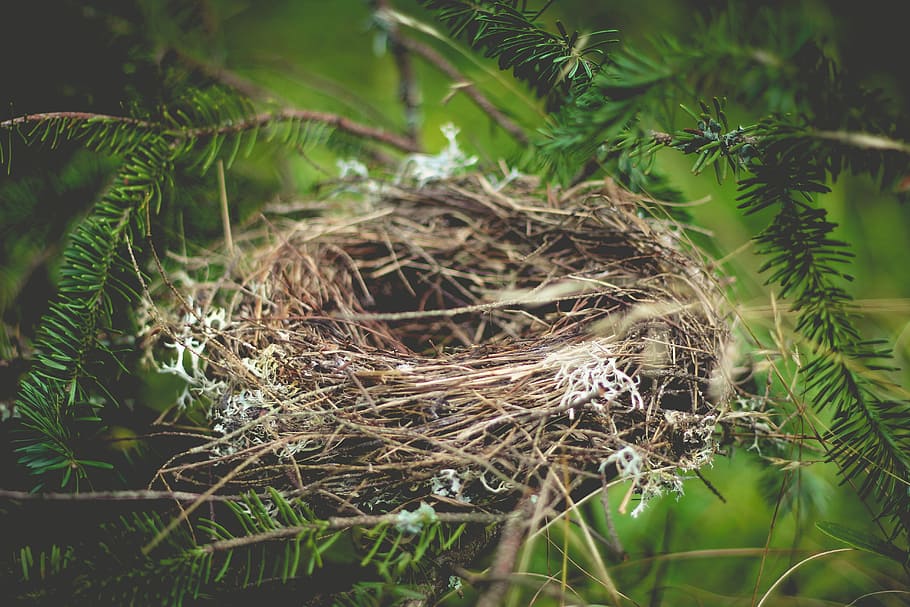 brown bird nest on tree, empty, home, animal, straw, wildlife HD wallpaper