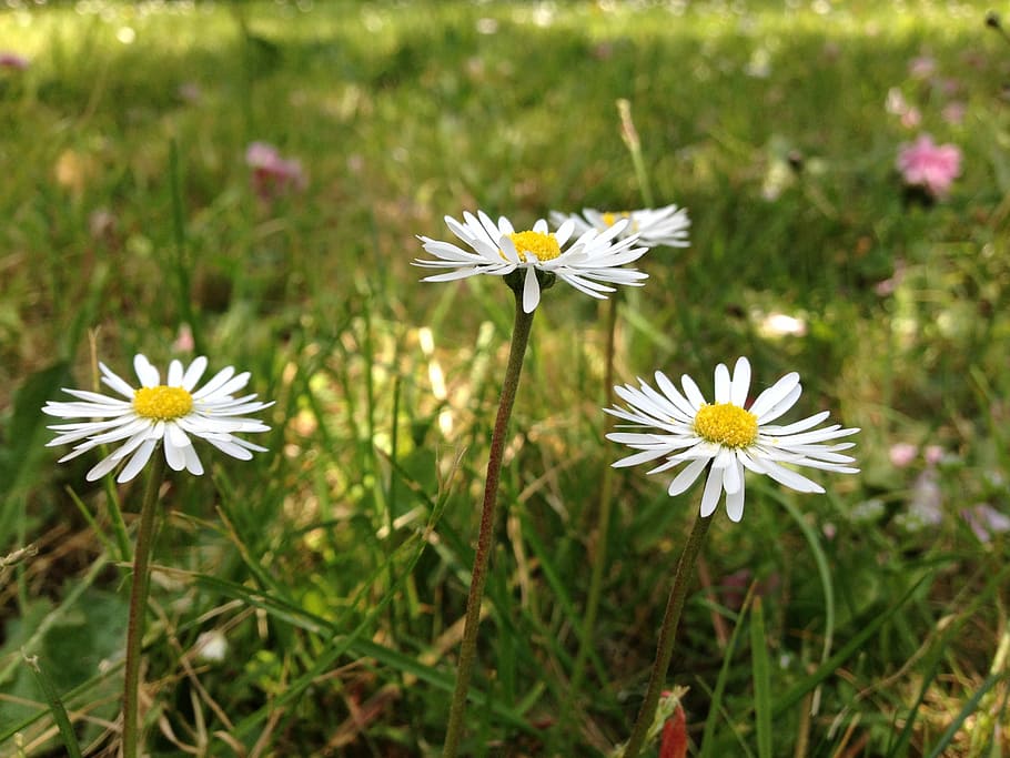 daisies, flower, spring, garden, nature, daisy, grass, green HD wallpaper