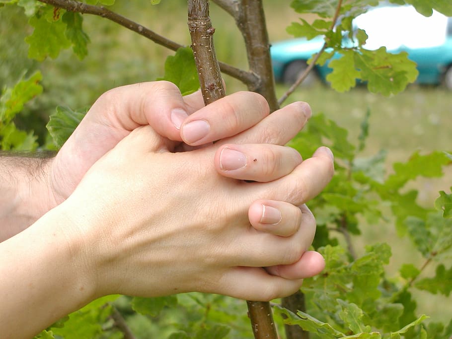 hands, tree, finger, human hand, human body part, human finger HD wallpaper