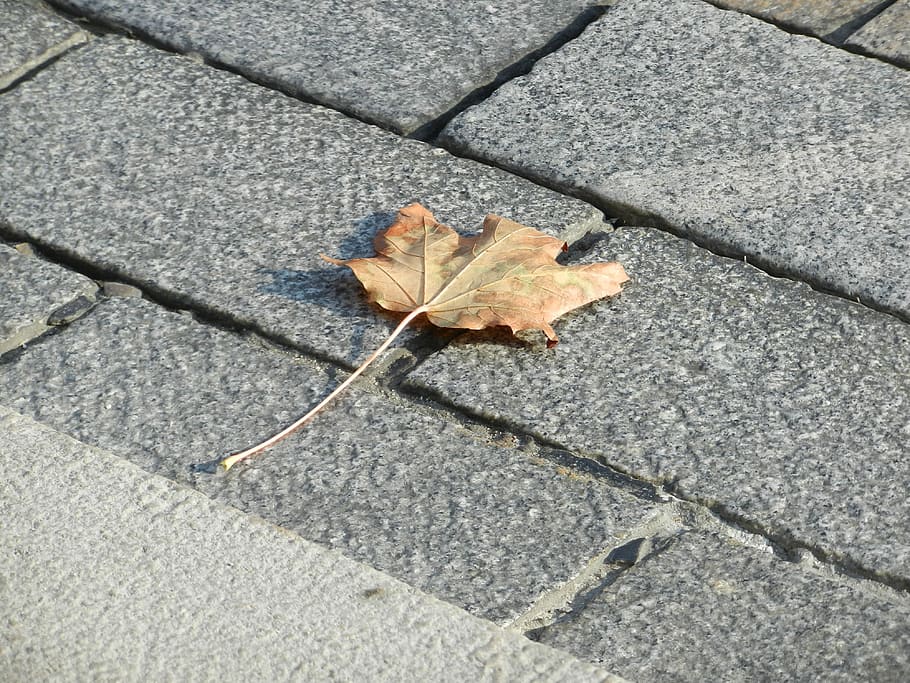 Leaf, Pavement, Nature, Foliage, autumn, vanishing, plant, change HD wallpaper