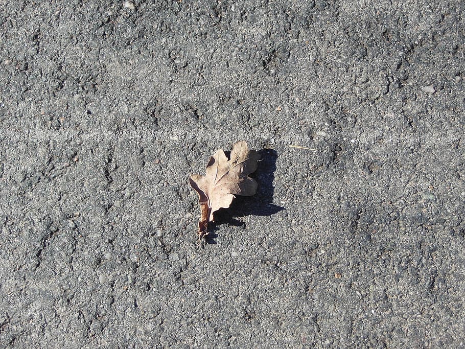 Leaf, Withered, Brown, Asphalt, Stone, foliage, flora, fallen HD wallpaper