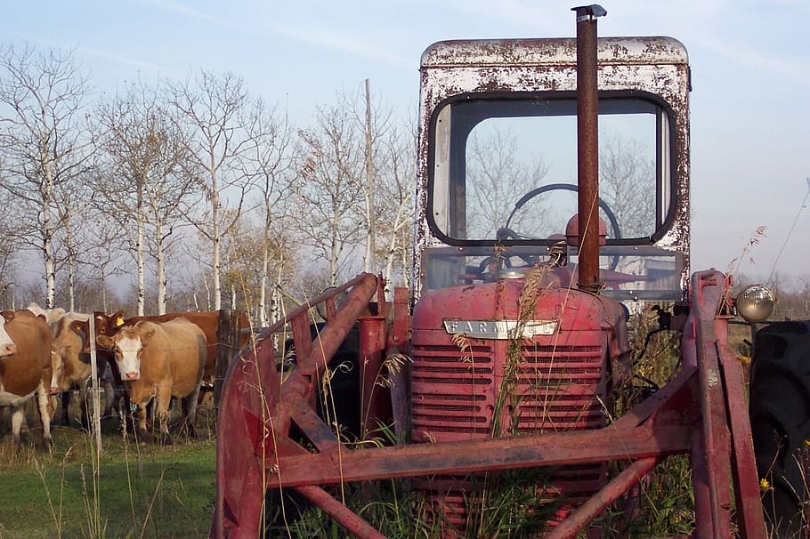 tractor, 1940, red, cattle, cows, farm, country, rural, agriculture HD wallpaper