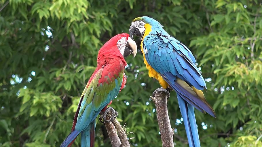 two scarlet macaws on branch of tree, bird, nature, tropical HD wallpaper