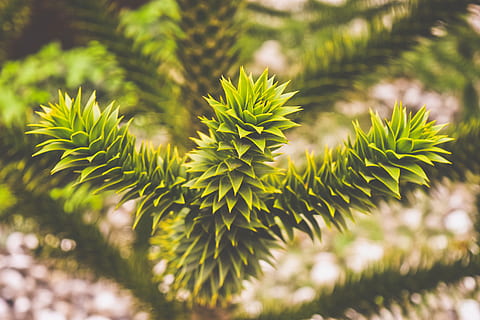 tree, araucaria, snake tree, monkey puzzle tree, branches, exotic HD wallpaper