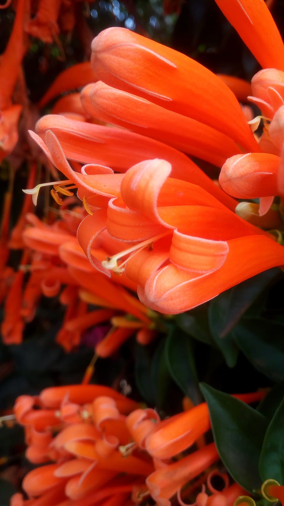nature, flower, camera, flowering plant, beauty in nature, petal HD wallpaper
