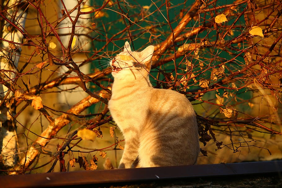 cat, autumn, evening light, fall foliage, mieze, leaves, kitten HD wallpaper