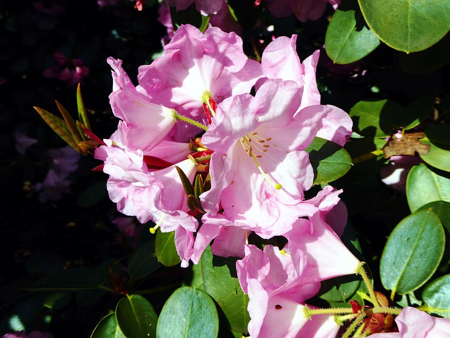 Rhododendron, Spring, Pink, rhododendron bloomed, close, flower HD wallpaper