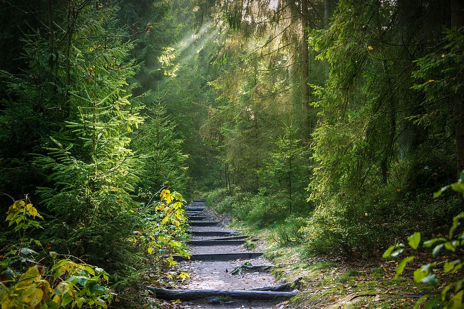 pathway around green trees, forest, light beam, sun, sunbeam HD wallpaper