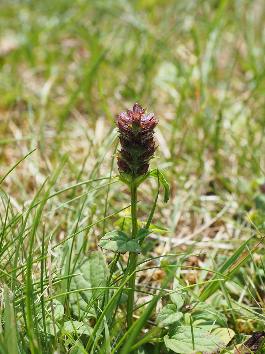 small accentor, flower, reddish, pointed flower, grassland plants, HD wallpaper