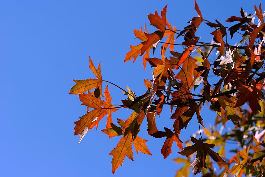 leaf, leaves, red, autumn, fall, sky, blue, plant part, tree HD wallpaper