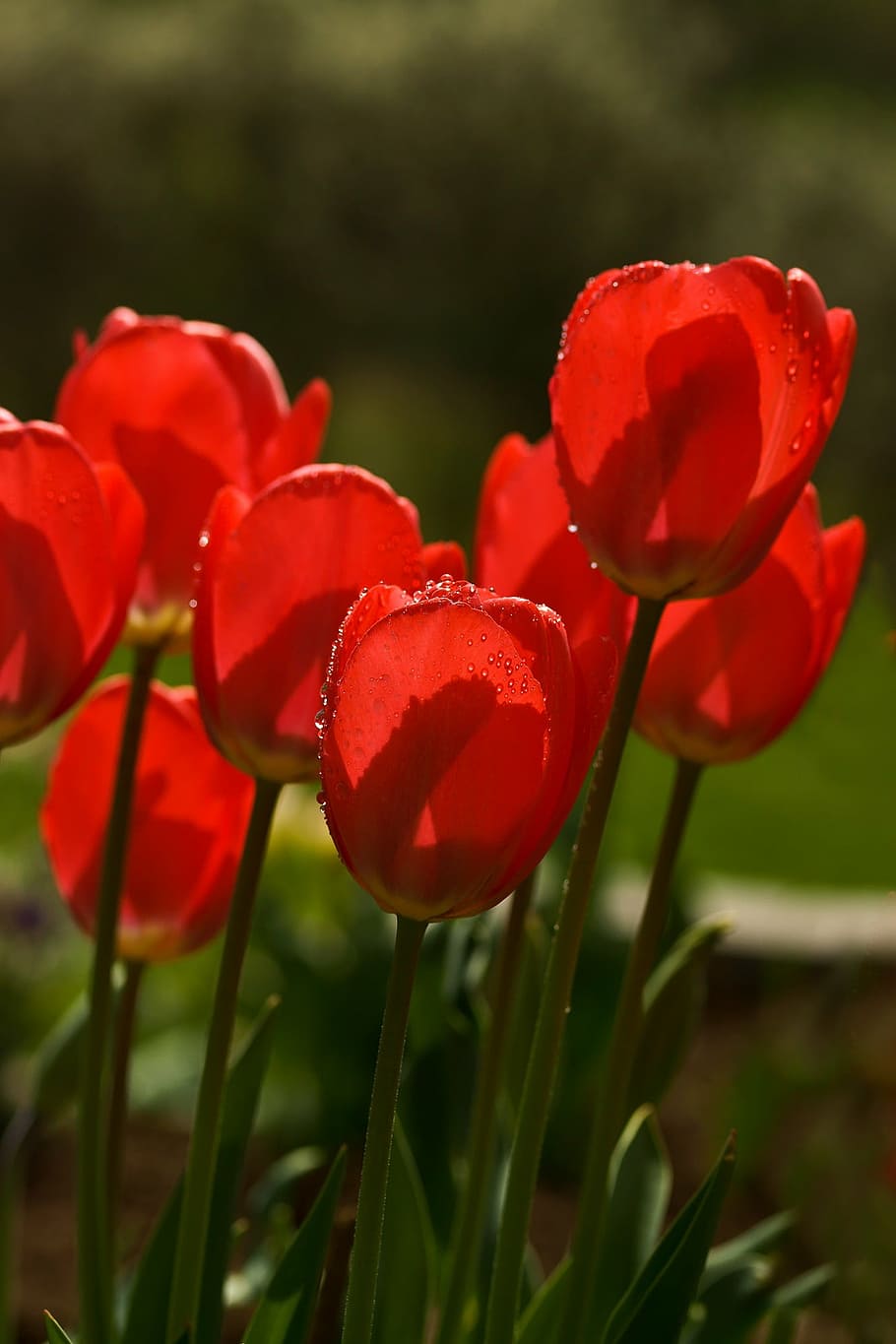 tulips, spring, flower, red, flowers, spring flower, macro, HD wallpaper