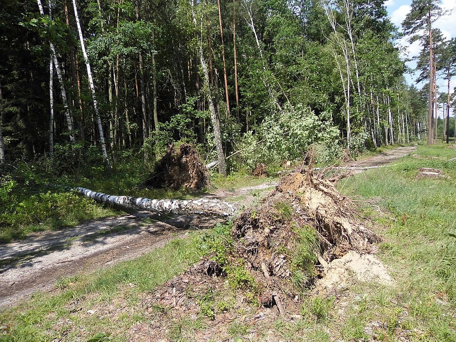 forest, view, tree, fallen tree, nature, wind, plant, land HD wallpaper