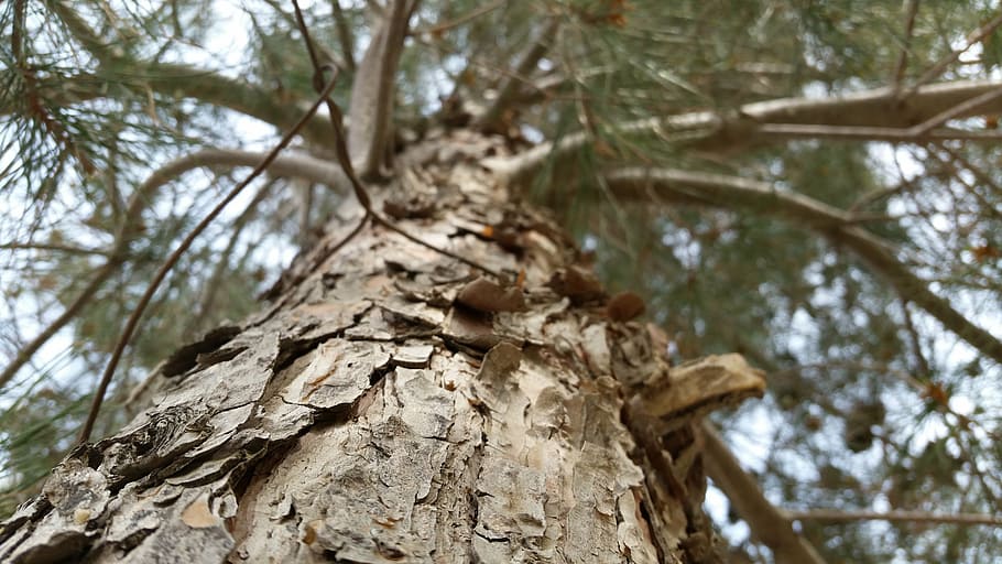 tree, arm, theme, plant, low angle view, tree trunk, nature HD wallpaper