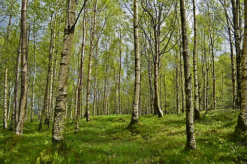 green trees at daytime, birch, birch forest, spring, allergy HD wallpaper