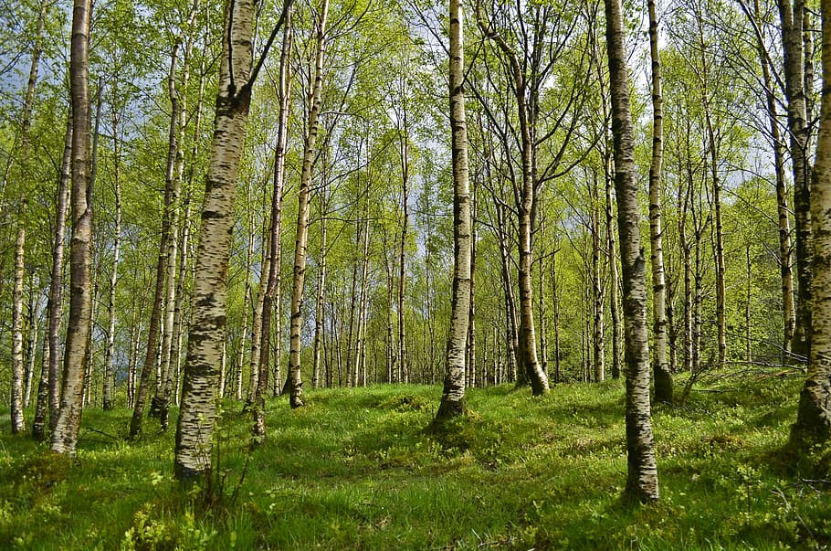 green trees at daytime, birch, birch forest, spring, allergy HD wallpaper