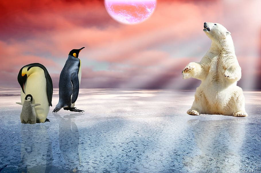 white polar bead beside penguins, polar bear, arctic, winter