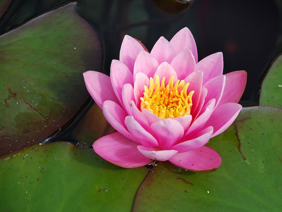 lotus flower on body of water with lilypad, water lily, water rose, HD wallpaper