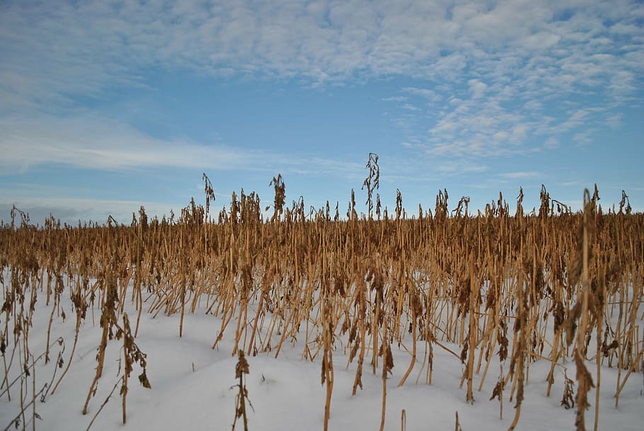 cornfield, winter, snow, landscape, sky, tranquility, plant HD wallpaper