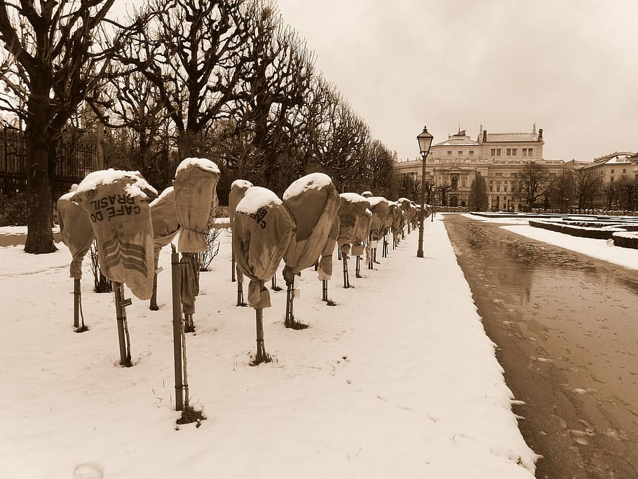 roses, winter, snow, cold, covered, park, cold temperature HD wallpaper