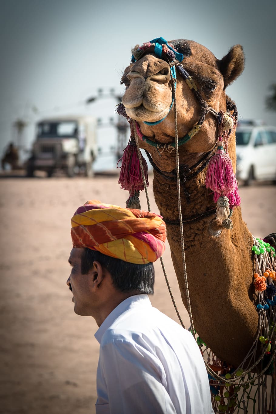 man standing next to camel, camels, camel driver, animal, india, HD wallpaper